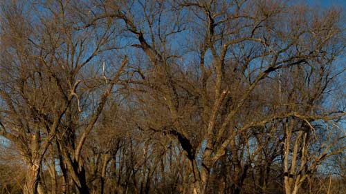 آبیاری زمستانی درختان